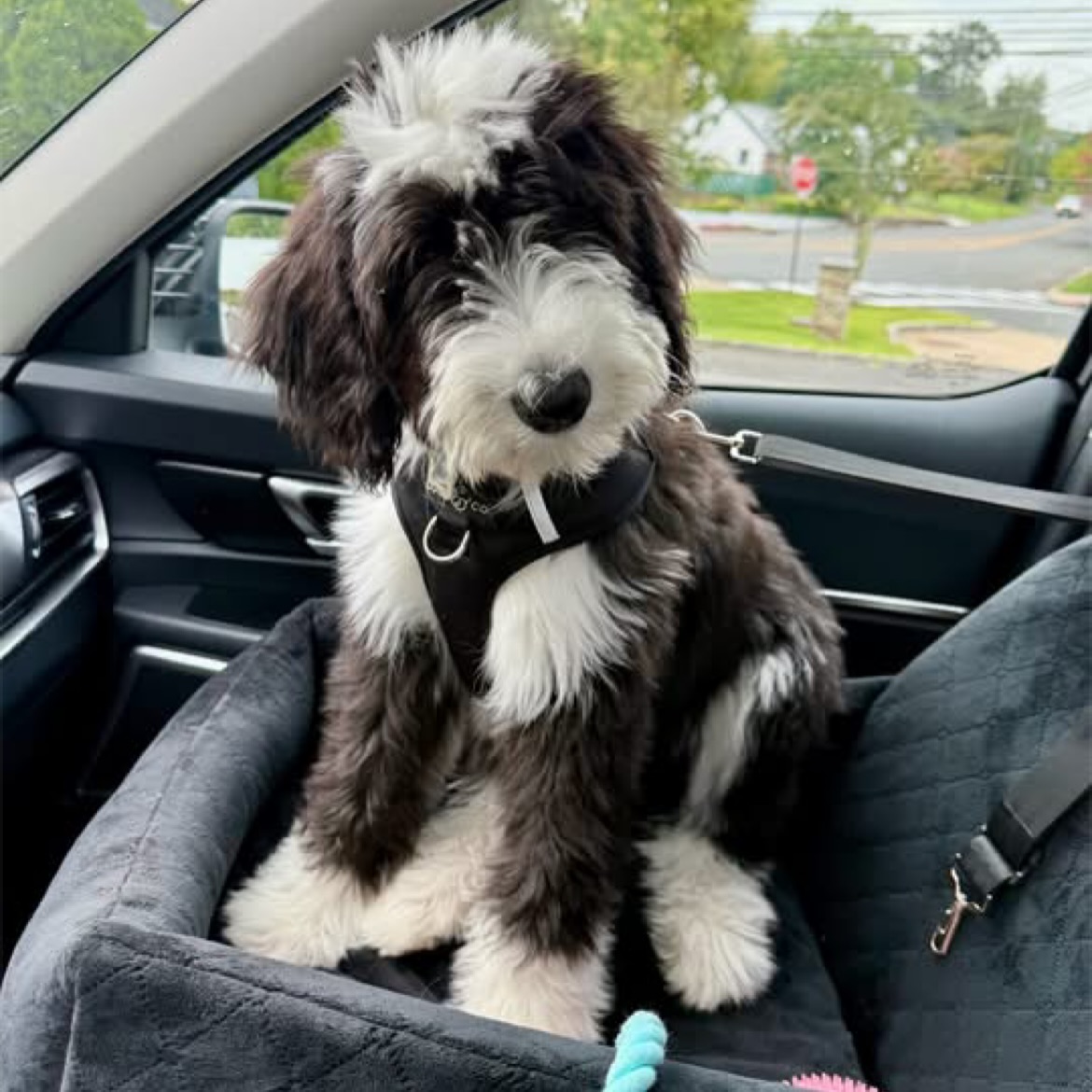 We are thrilled to share that both mama Sweetpea and mama Poppy are pregnant with F1 Sheepadoodles! 🥳 Our wonderful Old English Sheepdog, Huckleberry, sure was proud when we told him the news that he’s going to be a sheepie dad again! ☺️
The photos here are what to expect in the puppies! The pups will be black and white with wavy coats and will mature to 50-70 lbs - ready to go home mid & late October and the lists are now open!🎃🍁🍂
#sheepadoodle #sheepadoodlepuppy #puppy #virginia